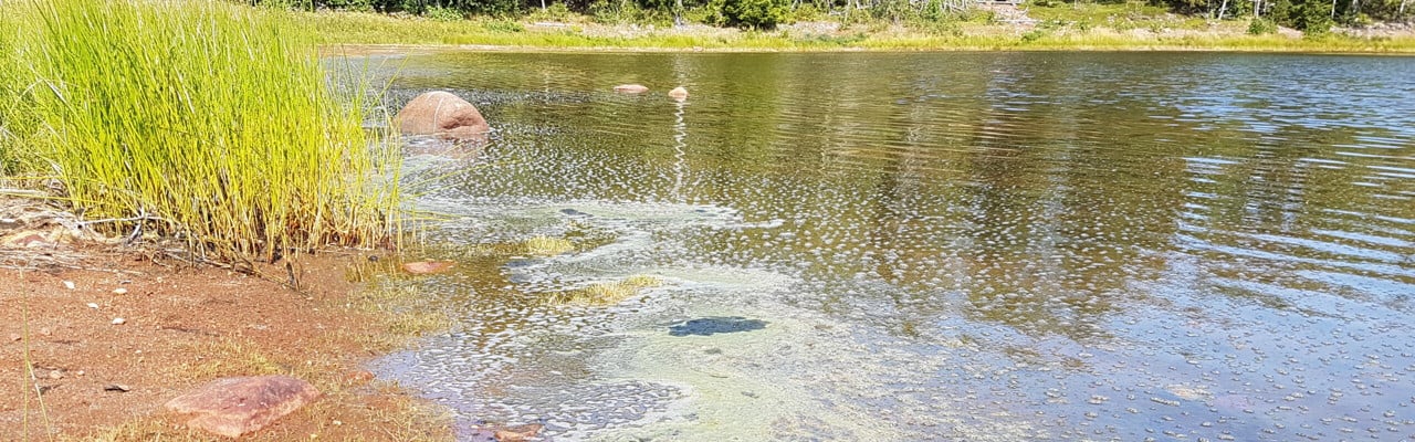 Blomning av cyanobakterier vid Ulvön, Bottenhavet.