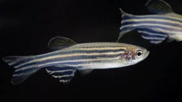 Zebrafiskar