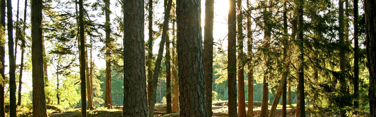 Tallskog.