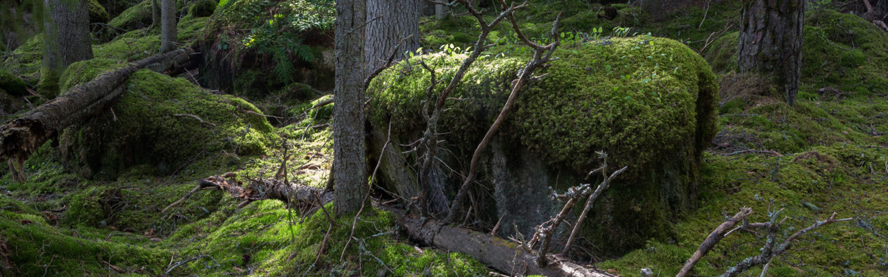 Gammal barrskog med mossbelupna stenar och nedfallet träd. Solen silar genom trädstammarna.