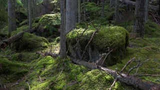Gammal barrskog med mossbelupna stenar och nedfallet träd. Solen silar genom trädstammarna.