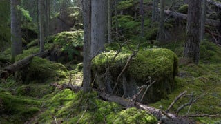 Mossy woods.
