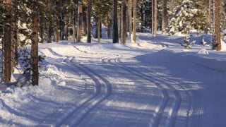 Skidspår som går genom en skog.