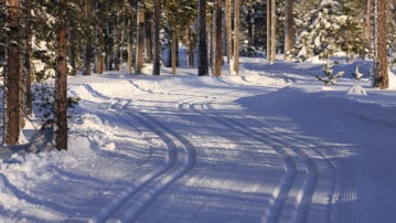 Skidspår som går genom en skog.