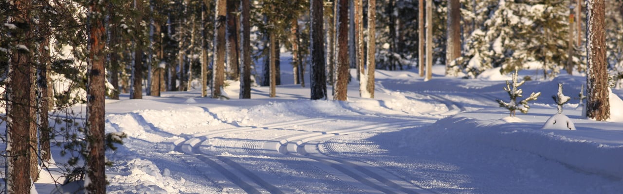 Skidspår som går genom en skog.
