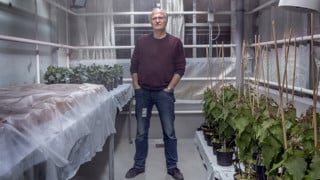 Stefan Jansson bland kålplantorna i växthuset.
