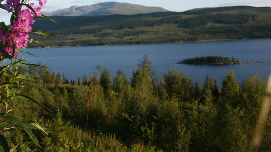 Mjölkört i förgrunden och en sjö samt fjäll i bakgrunden