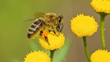 Bi sittandes på gul blomma