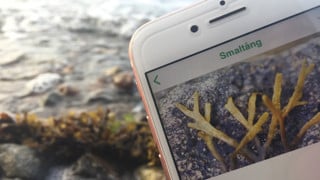 mobil som visar appen Livet i havet