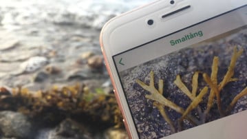 mobil som visar appen Livet i havet