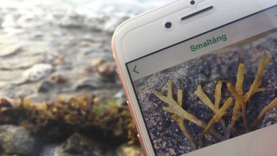 mobil som visar appen Livet i havet