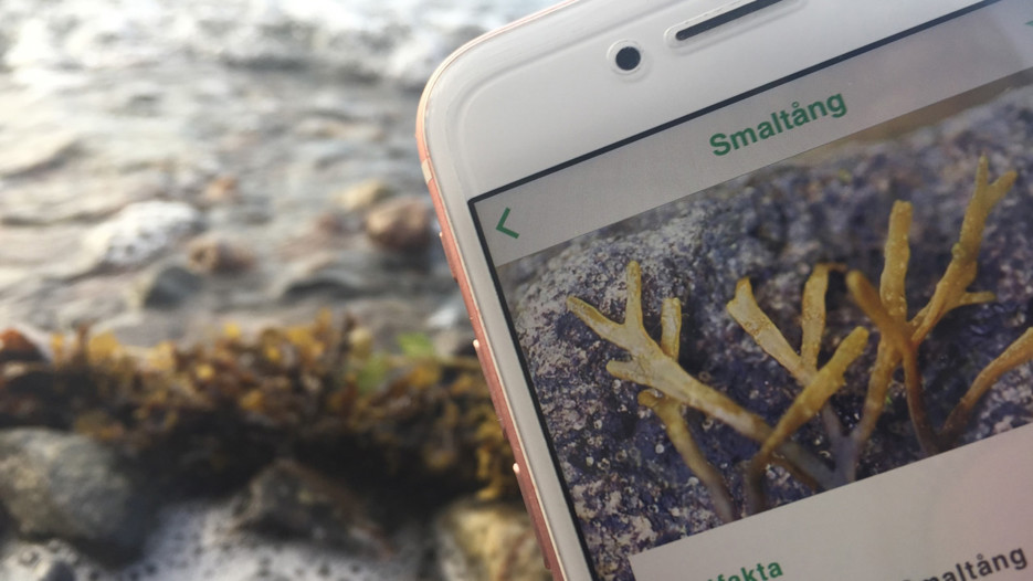 Appen Livet i havet på mobil