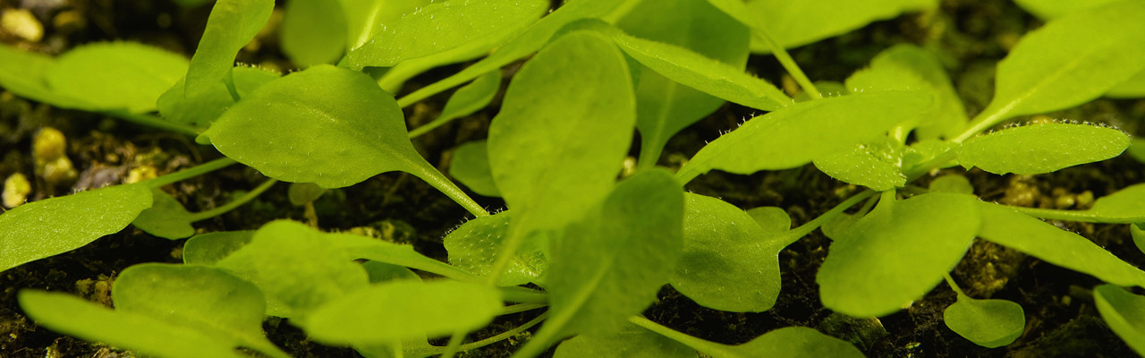 Arabidopsis plants