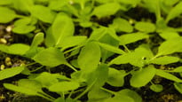Arabidopsis plants