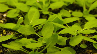 Arabidopsis plants
