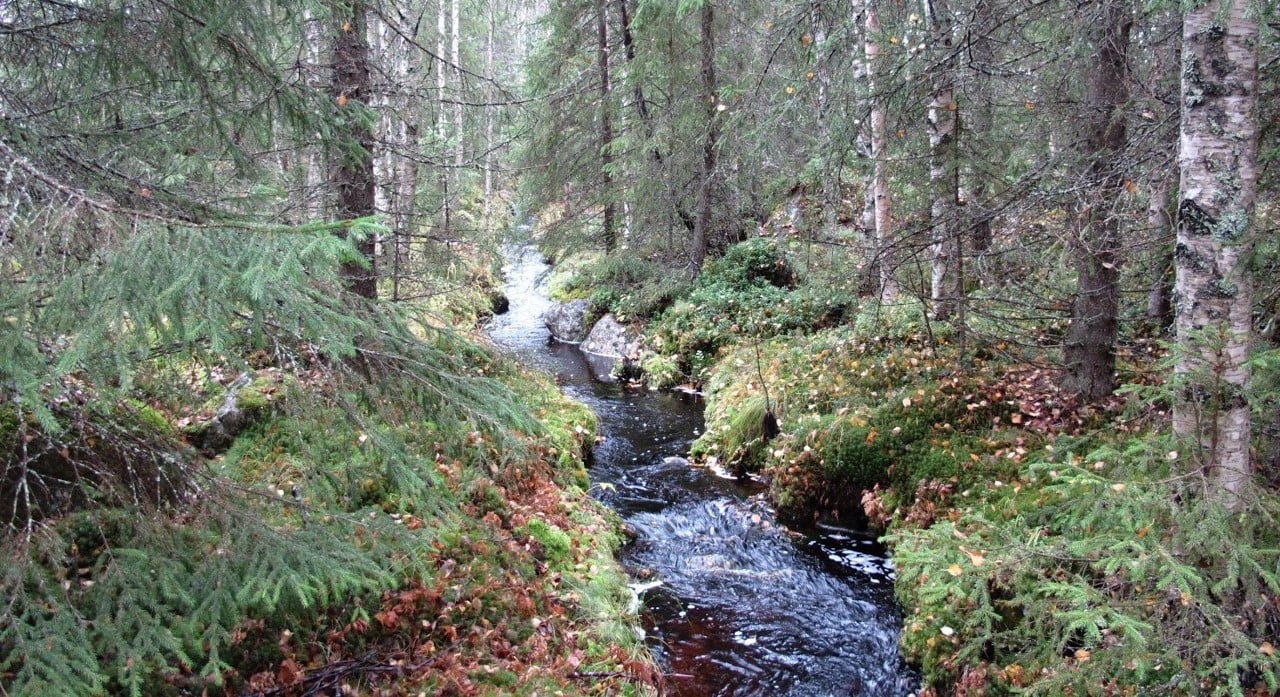 Bäck med kantzon