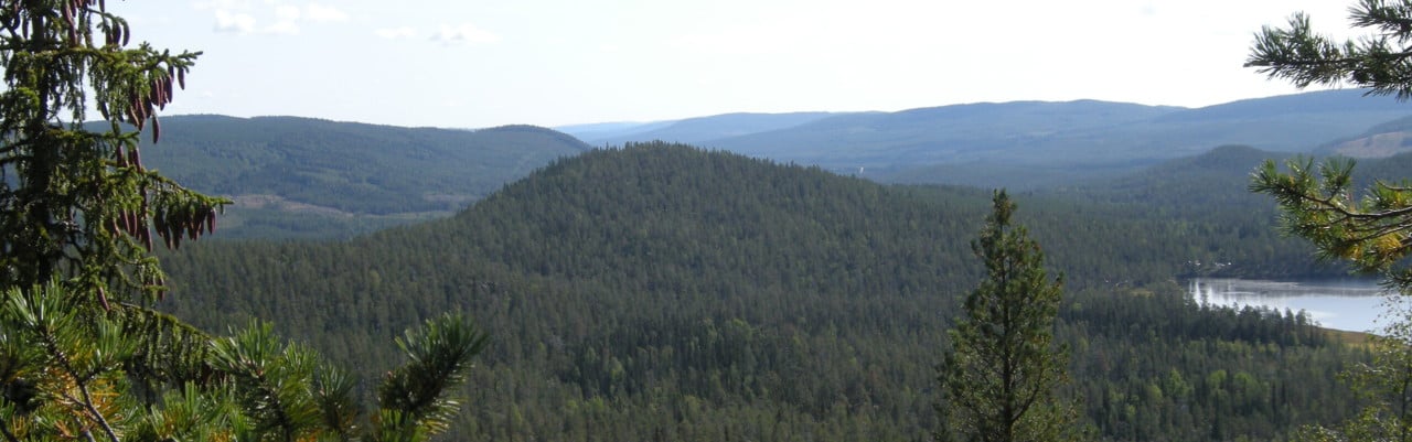 Skog i Björnlandet