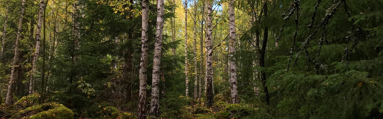 Blandskog med gran och björk