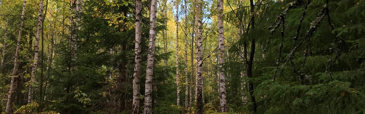 Blandskog med gran och björk