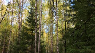 Blandskog med gran och björk