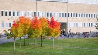 Höstfärger på campus.