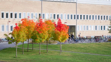 Höstfärger på campus.