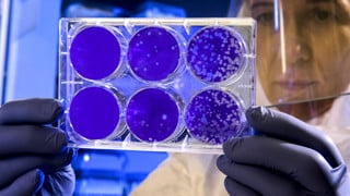 Odling av coronavirus.