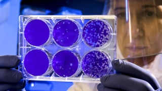 Odling av coronavirus.