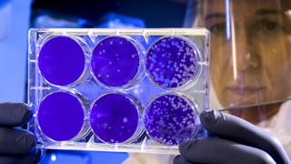 Odling av coronavirus.