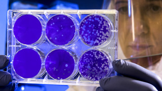 Odling av coronavirus.