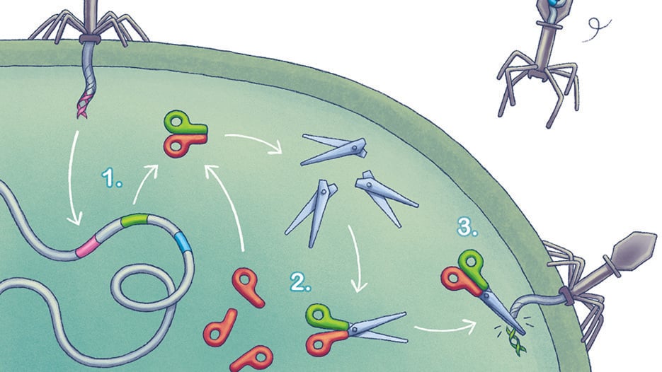 Illustration över CRISPR-Cas9 funktion