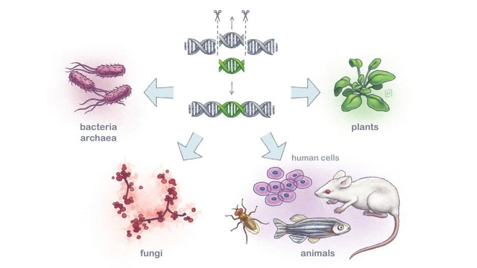 Illustration: Crispr-Cas9 sax