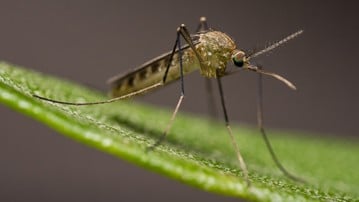 Culex torrentium