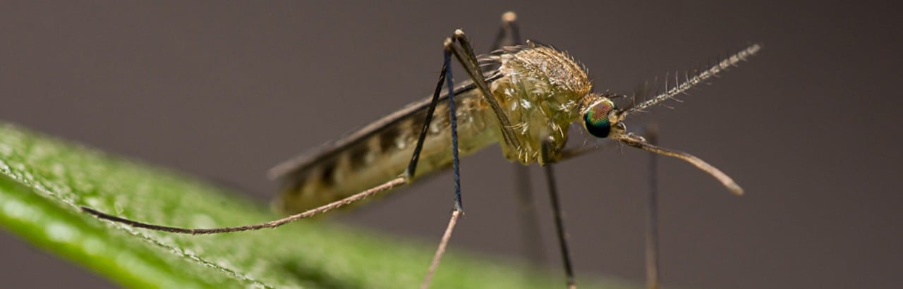 Culex torrentium
