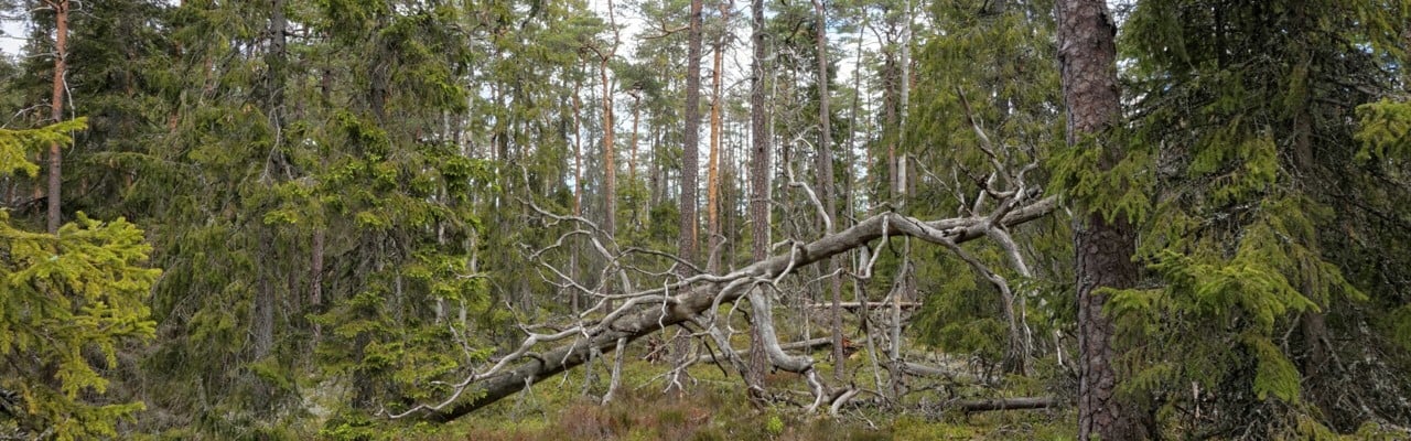 Svensk skog