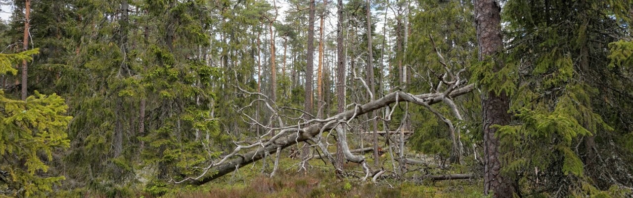 Svensk skog