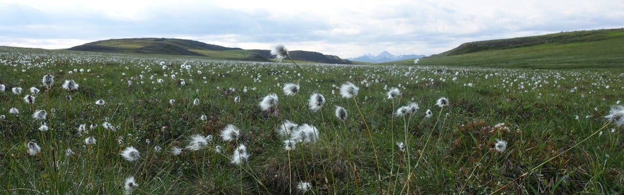 ”Tussock”-tundra på permafrost i norra Alaska