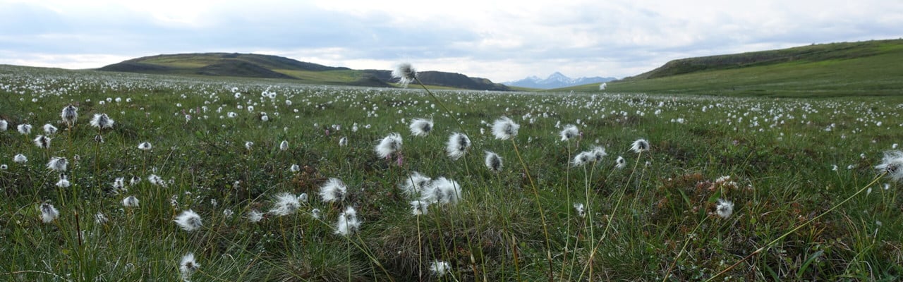 ”Tussock”-tundra på permafrost i norra Alaska