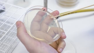 Porträtt på Felipe Cava, universitetslektor vid Institutionen för molekylärbiologi, Umeå universitet.