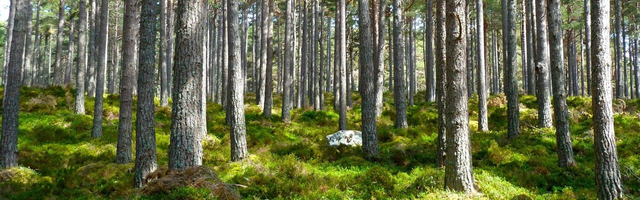 Tallskog sommartid