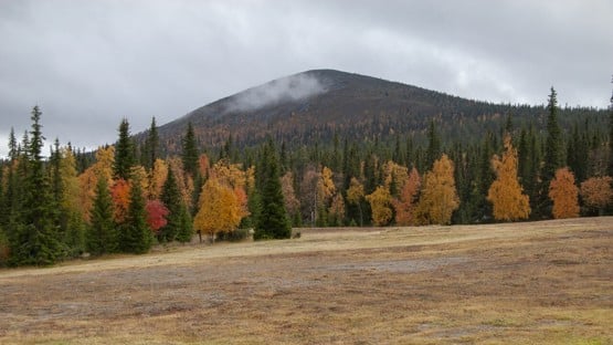 Skog i höstfärger som löper upp mot en fjälltopp så trädlinjen syns