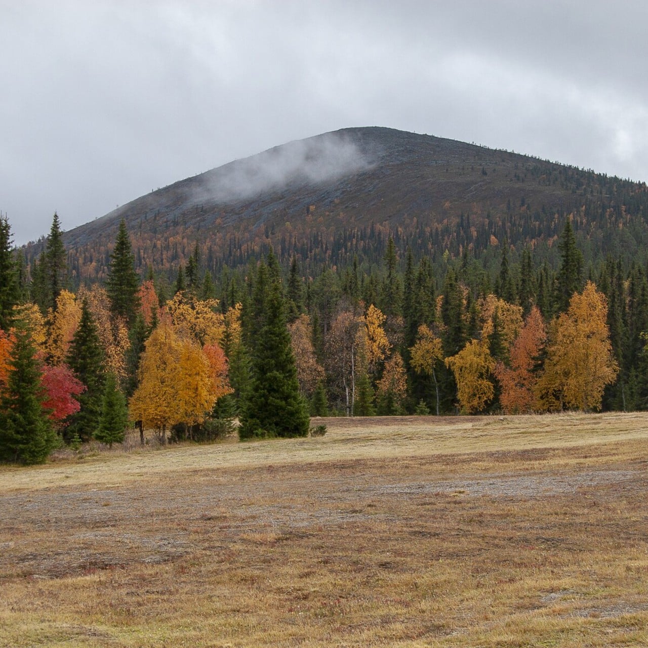 Skog i höstfärger som löper upp mot en fjälltopp så trädlinjen syns