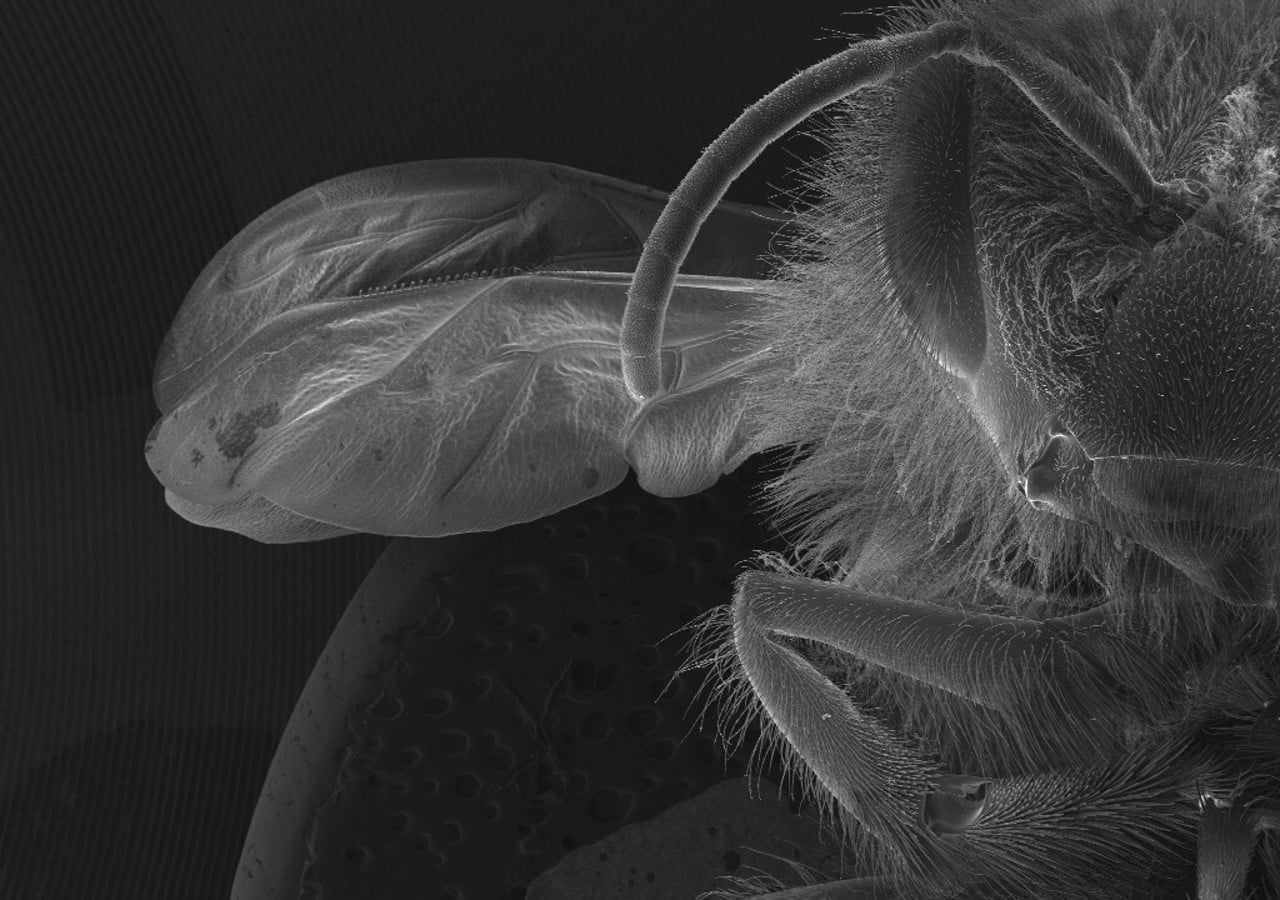 SEM picture of honeybee