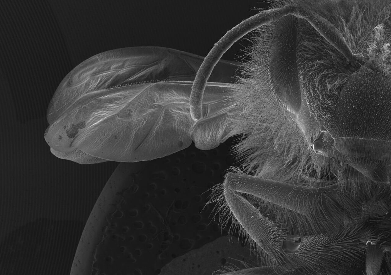SEM picture of honeybee
