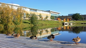 Bild på änder och dammen