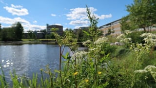 Grönska framför campusdammen med universitetsbyggnader i bakgrunden