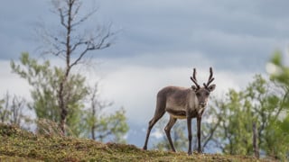 Ren på fjället.