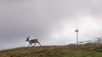 Ren på fjället.