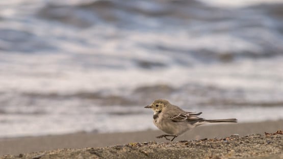 Liten fågel på strand.