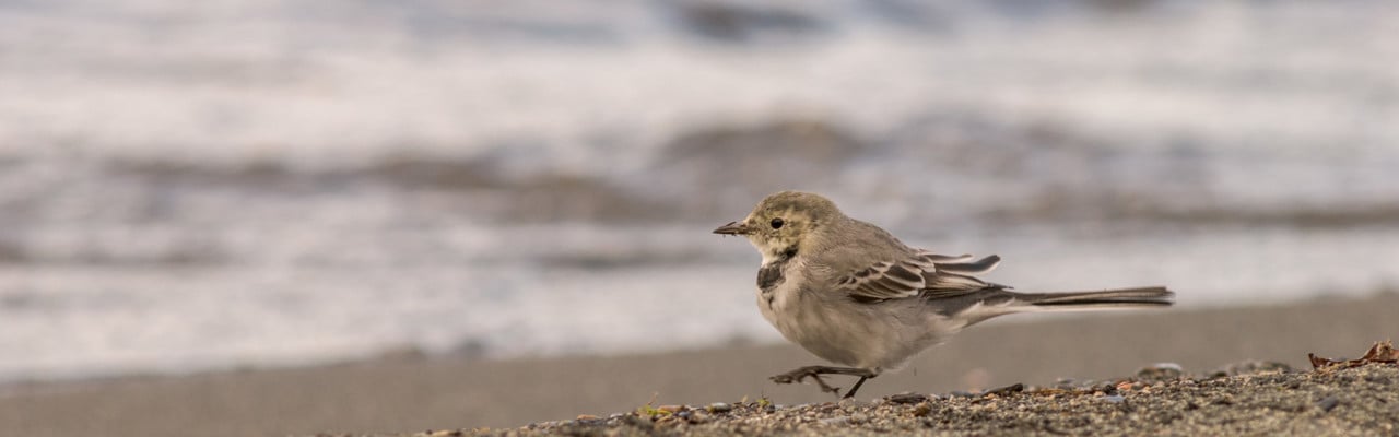 Liten fågel på strand.